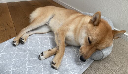 Nクールでひんやり〜犬用の「ペットごろ寝マット」を導入してみた